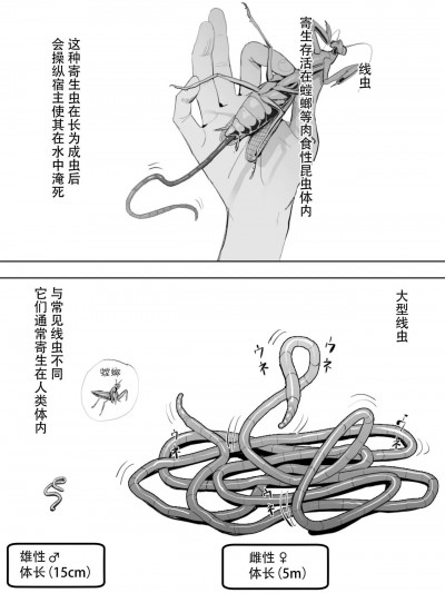 [白杨汉化组] [ベルゼ] オオハリガネムシの生態 [中国翻訳]